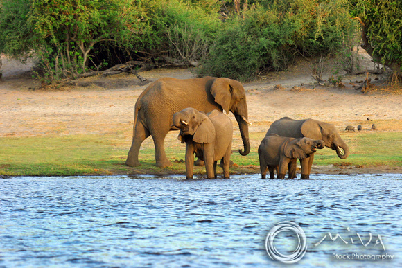 Miva Stock_1134 - Botswana, Chone NP, Elephants