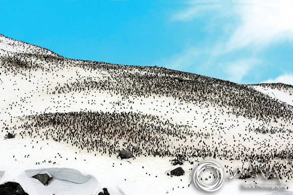 Miva Stock_1136 - Antarctica, Gibbs, Gentoo penguin rookery