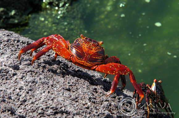 Miva Stock_1137 - Ecuador, Galapagos Islands, Sally Crab