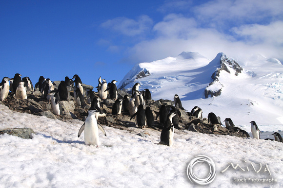 Miva Stock_1153 - Antarctica, Paradise Harbor, Gentoo Penguins