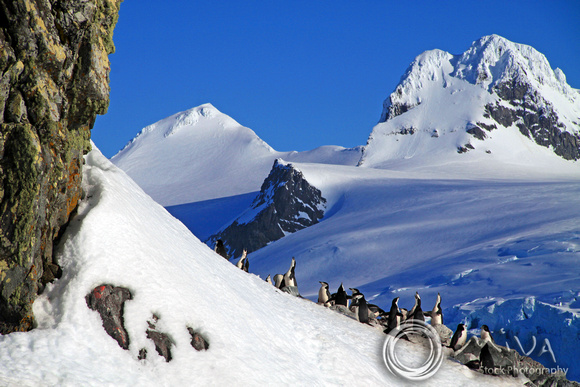Miva Stock_1154 - Antarctica, Paradise Harbor, Gentoo Penguins