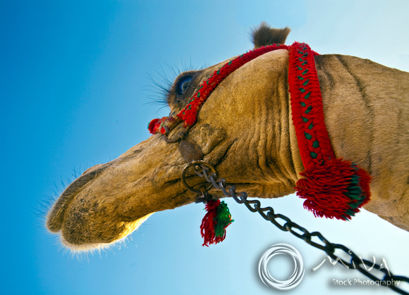 Miva Stock_1169 - Egypt, Cairo, Giza, camel closeup
