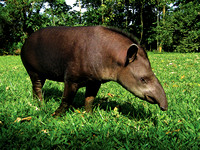Miva Stock_1172 - Amazon Jungle, tapir feeding
