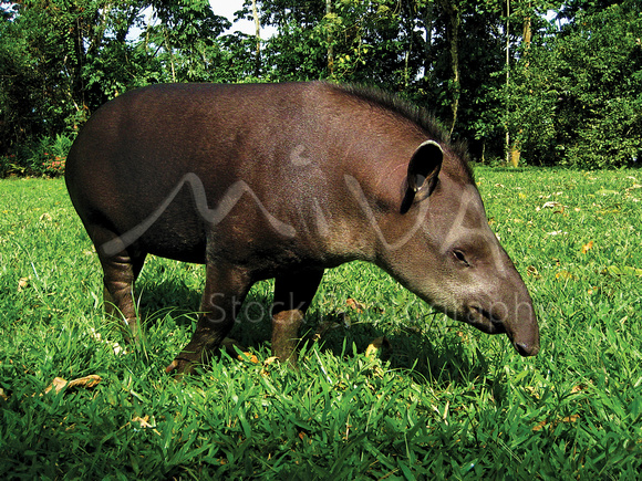 Miva Stock_1172 - Amazon Jungle, tapir feeding
