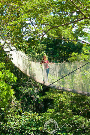 Miva Stock_1213- Amazon Jungle canopy walk