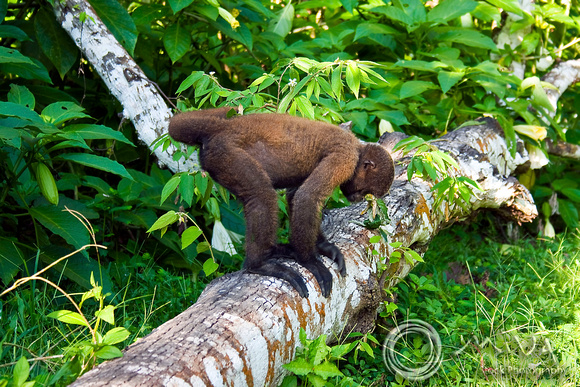 Miva Stock_1217- Peru, Amazon jungle, Brown Wooly Monkey