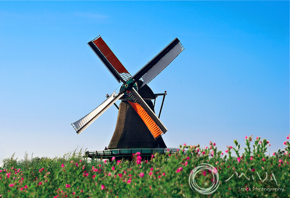 Miva Stock_1273 - Netherlands, Zaanse Schans, windmill
