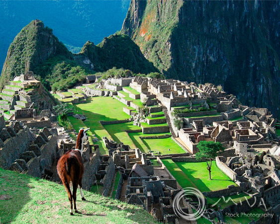 Miva Stock_1297 - Peru, Machu Picchu, Llama