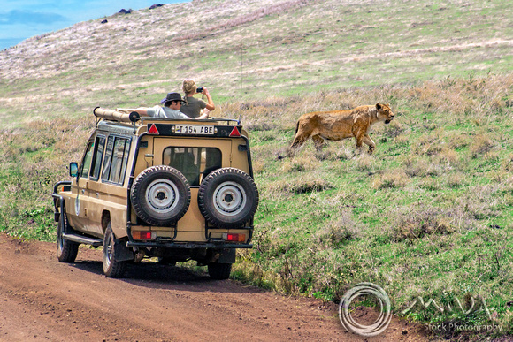 Miva Stock_3612 - Tanzania, Ngorongoro, safari jeep, lioness