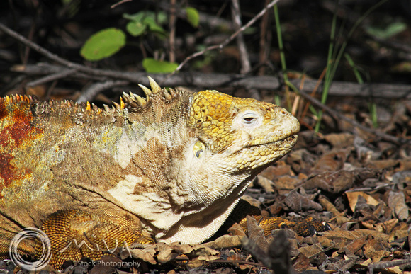 Miva Stock_3266- Ecuador, Galapagos, Land Iguana