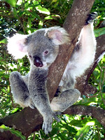 Miva Stock_3355 - Australia, Queensland, Cairns, koala