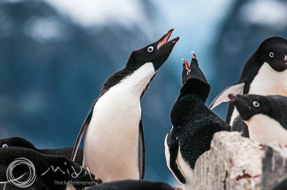 Miva Stock_3206 - Antarctica, Gentoo penguin greeting