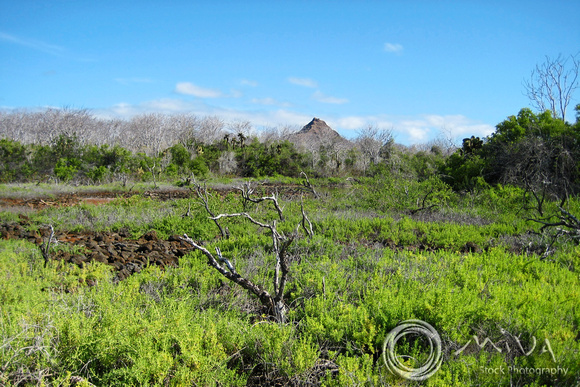 Miva Stock_3247 - Ecuador, Galapagos Islands, landscape