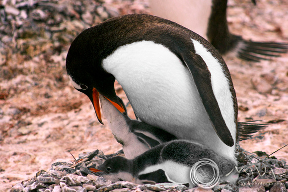 Miva Stock_3215 - Antarctica, Gentoo penguins mating