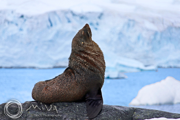 Miva Stock_3198 -  Antarctica, bull Fur Seal