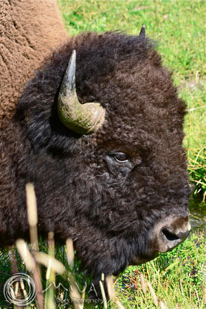 Miva Stock_3363 - USA, Wyoming, Yellowstone NP, Bison