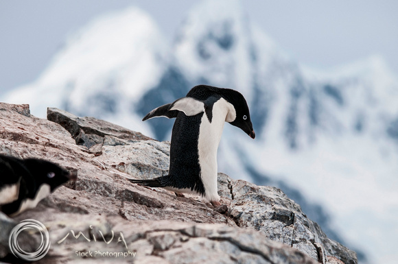 Miva Stock_3205 - Antarctica, Gentoo penguin