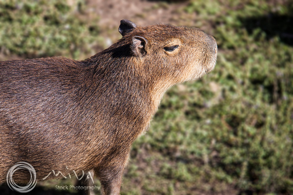 Miva Stock_3329 - Argentina, Corrientes, Capybara