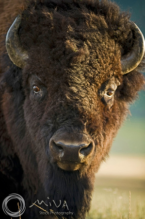 Miva Stock_3364 - USA, Wyoming, Yellowstone NP, Bison