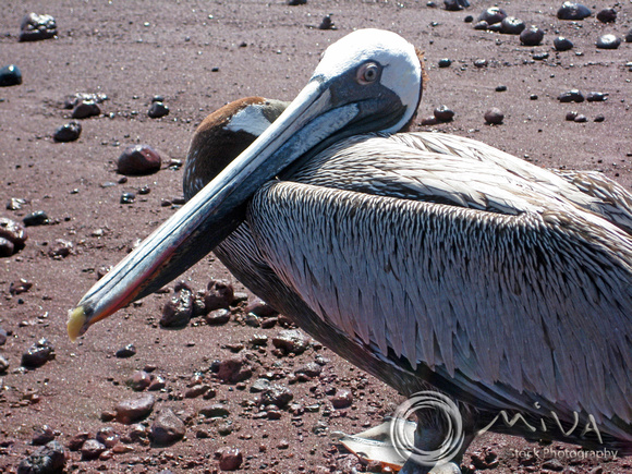 Miva Stock_3250 - Ecuador, Galapagos Islands, Brown Pelican