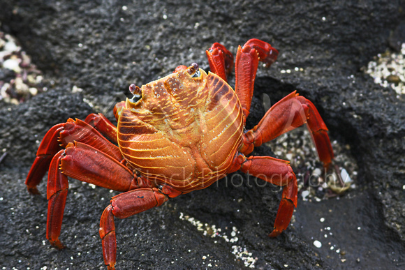 Miva Stock_3273 - Ecuador, Galapagos, Sally Lightfoot Crab