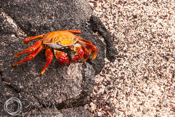 Miva Stock_3263 - Ecuador, Galapagos, Sally Lightfoot Crab