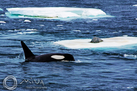 Miva Stock_3212 - Antarctica, Orca, Seal