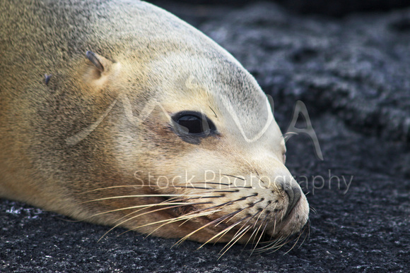 Miva Stock_3275 - Ecuador, Galapagos, Sea Lion