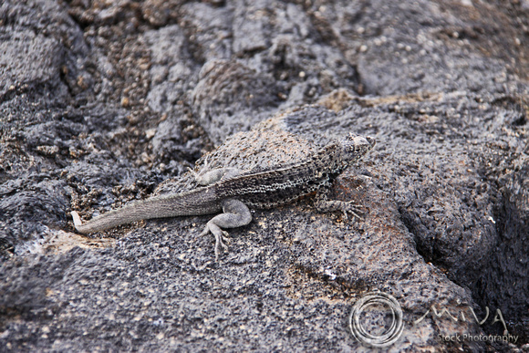 Miva Stock_3271 - Ecuador, Galapagos, Lava Lizard