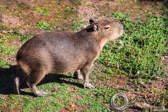 Miva Stock_3330 - Argentina, Corrientes, Capybara