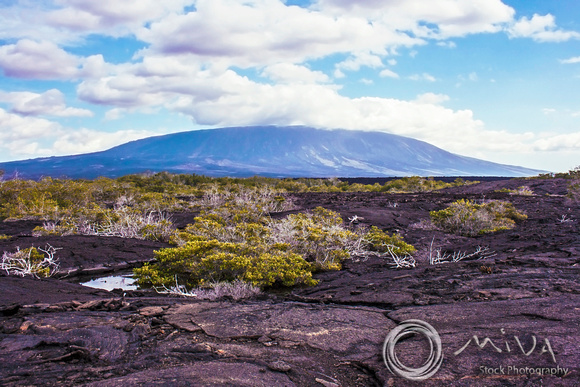Miva Stock_3262 - Ecuador, Galapagos Islands, landscape