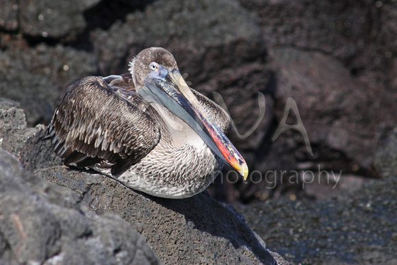 Miva Stock_3278 - Ecuador, Galapagos, Brown Pelican