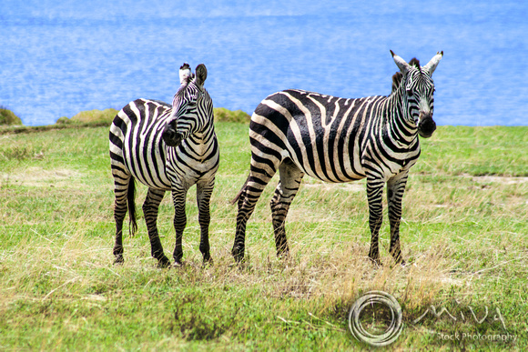 Miva Stock_3609 - Tanzania, Ngorongoro Crater, Burchell's Zebra
