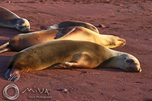 Miva Stock_3286 - Ecuador, Galapagos, Sea Lions