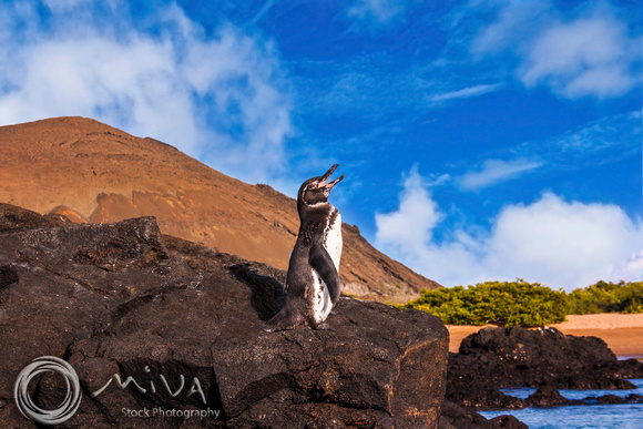 Miva Stock_3258 - Ecuador, Galapagos Islands, penguin