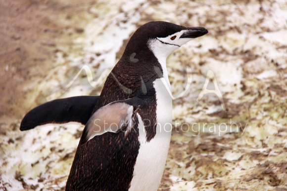 Miva Stock_3197 - Antarctica, Chinstrap Penguin