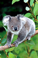 Miva Stock_00022 - Australia, Cairns, Young koala, eucalyptus