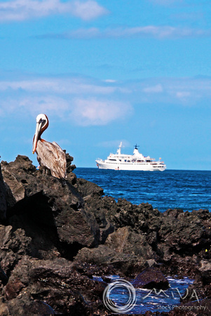 Miva Stock_3268- Ecuador, Galapagos, Brown Pelican, boat
