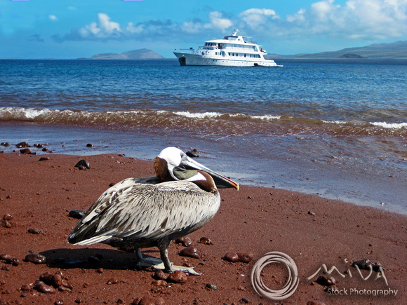Miva Stock_3251 - Ecuador, Galapagos Islands, Brown Pelican