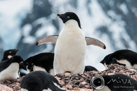 Miva Stock_3203 - Antarctica, Gentoo penguin