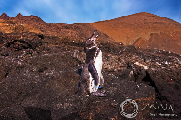 Miva Stock_3259 - Ecuador, Galapagos Islands, penguin