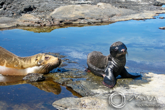 Miva Stock_3253 - Ecuador, Galapagos Islands, Baby sea lion