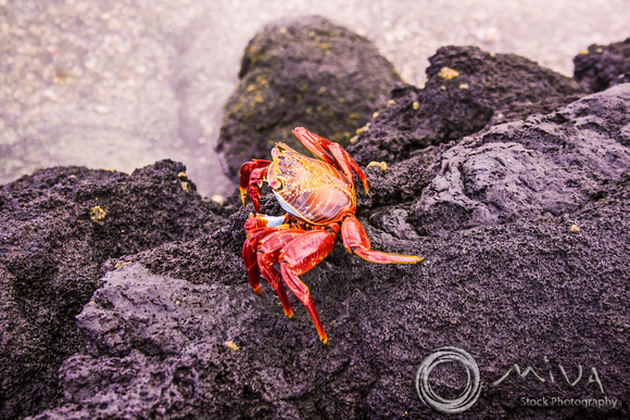Miva Stock_3264- Ecuador, Galapagos, Sally Lightfoot Crab