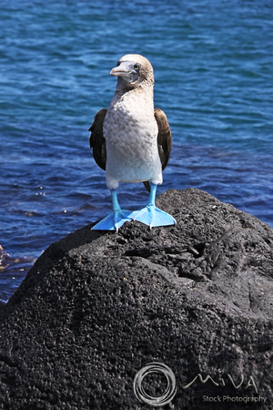 Miva Stock_3280 - Ecuador, Galapagos, Blue-footed Boobie