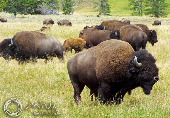 Miva Stock_3365 - USA, Wyoming, Yellowstone NP, Bison