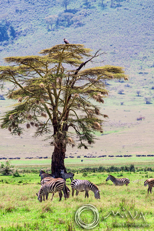 Miva Stock_3608 - Tanzania, Ngorongoro Crater, Burchell's Zebra