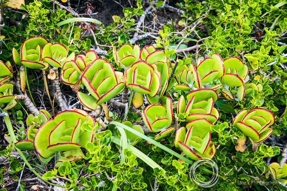 Miva Stock_3586 - South Africa, The Cape of Good Hope, Jade Plant