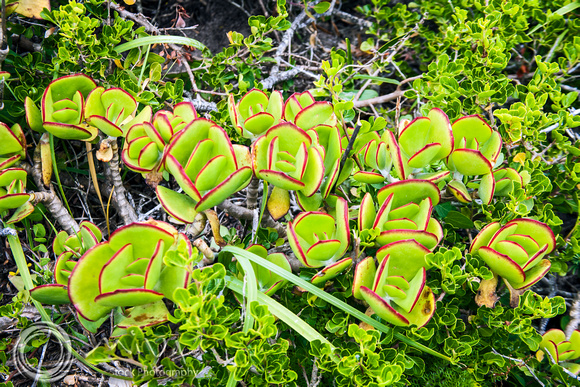 Miva Stock_3707 South Africa, Cape of Good Hope, red edged Jade Plant