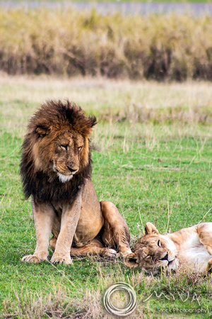 Miva Stock_3635 - Tanzania, Ngorongoro Crater, male and lioness