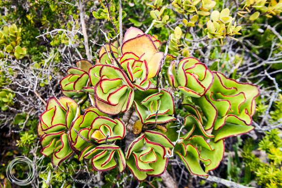 Miva Stock_3708 South Africa, Cape of Good Hope, red edged Jade Plant